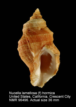 Nucella lamellosa (f) hormica.jpg - Nucella lamellosa (f) hormica (Dall,1915)